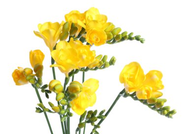 Beyaz izole güzel sarı Frezya çiçek