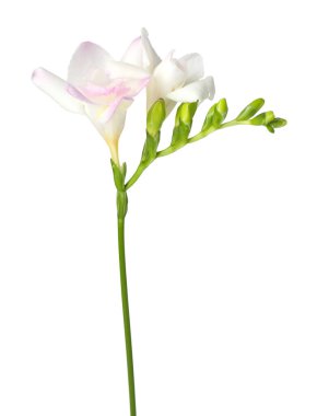 Güzel yumuşak frezya çiçekleri beyazda izole edilmiş.