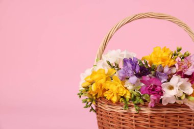 Pembe arka planda sepetteki güzel frezya çiçekleri, yakın plan. Metin için boşluk