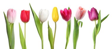 Beyazlar üzerinde izole edilmiş renkli laleler. Bahar çiçekleri