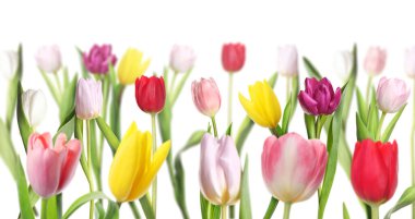 Beyaz arka planda renkli lale çiçekleri. Bahar mevsimi