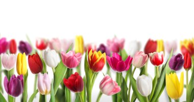 Beyaz arka planda renkli lale çiçekleri. Bahar mevsimi