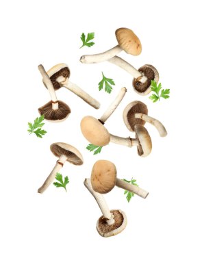 Beyaz arka plana düşen taze mantarlar ve maydanozlar.