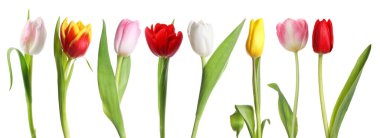 Beyazlar üzerinde izole edilmiş renkli laleler. Bahar çiçekleri