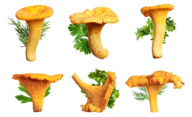 Taze mantarlar ve bitkiler beyaza izole edilmiş.