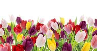 Beyaz arka planda renkli lale çiçekleri. Bahar mevsimi