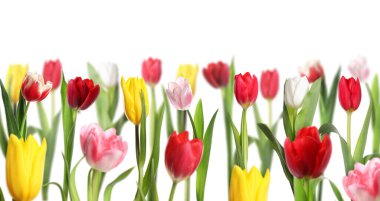 Beyaz arka planda renkli lale çiçekleri. Bahar mevsimi