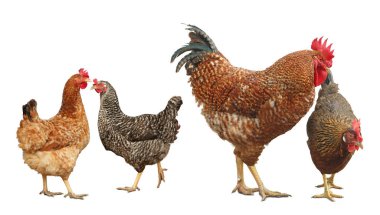 Beyaz arka planda horoz ve tavuklar. Evcil kuş.