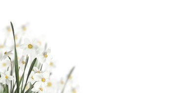 Beyaz arka plana karşı güzel nergisler. Bahar çiçeği