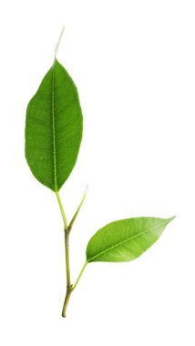 Taze yeşil narenciye yapraklı dal beyaz üzerinde izole