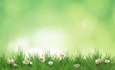 Yeşil çimlerin arasında büyüyen güzel papatyalar. Bahar çiçekleri