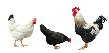 Beyaz arka planda horoz ve tavuklar. Evcil kuş.