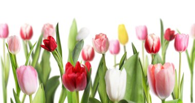 Beyaz arka planda renkli lale çiçekleri. Bahar mevsimi