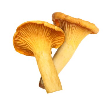 Beyaz mantarlar üzerinde taze, vahşi mantarlar.