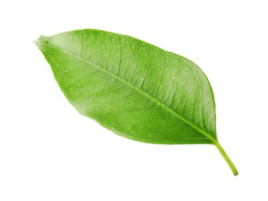 Taze yeşil narenciye yaprağı beyaza izole edilmiş.