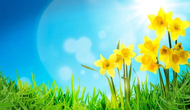 Güneşli bir günde mavi gökyüzünün altında yeşil çimlerin arasında büyüyen parlak nergisler. Bahar çiçekleri