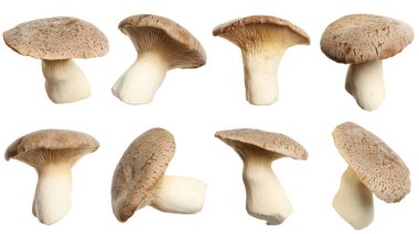 Taze kral trompet mantarları beyaz, kolaj