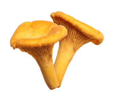 Beyaz mantarlar üzerinde taze, vahşi mantarlar.