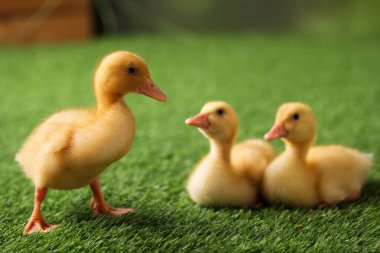 Yapay çimlerde sevimli tüylü ördek yavruları. Yavru hayvanlar