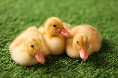 Yapay çimlerde sevimli tüylü ördek yavruları, yakın plan. Yavru hayvanlar