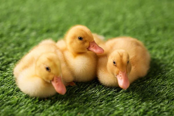 Yapay çimlerde sevimli tüylü ördek yavruları, yakın plan. Yavru hayvanlar