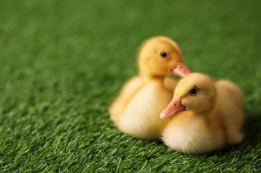 Yapay çimlerde sevimli tüylü ördek yavruları, yazı için yer. Yavru hayvanlar
