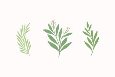 Botanik vektör elementleri kümesi. Yapraklar ve bitkilerle el çizimi. Kartlar için çiçek süsleri, logo tasarımı, baskı modası.