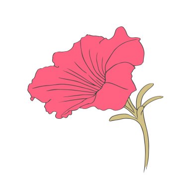 Beyaz arka planda pembe petunya çiçeği. Çizgileri olan el çizimi. Dekorasyon için vektör izole edilmiş illüstrasyon.