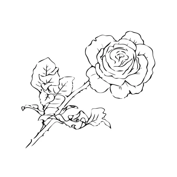 Croquis Monochrome Une Rose Dessin Main Avec Lignes Pour Design — Image vectorielle