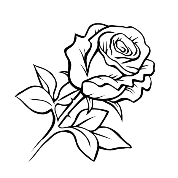 Black White Rose Hand Drawn Plants Flowers Decorative Design Vector — 스톡 벡터