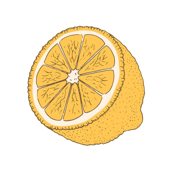白い背景にスライスしたレモン 柑橘類のおいしい果物は料理のための成分です ベクトル分離図手描き — ストックベクタ