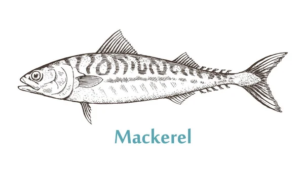 Maquereau Poisson Mer Sur Fond Blanc Cuisiner Des Plats Délicieux — Image vectorielle