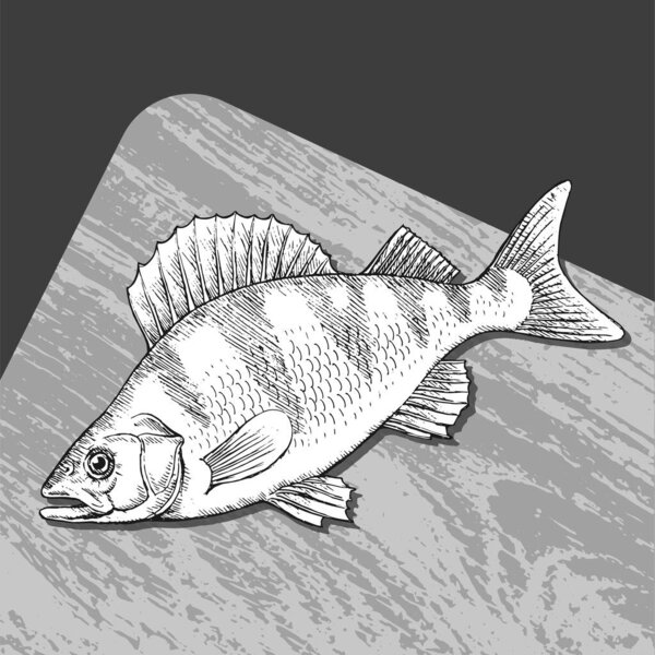 Морская рыба на деревянном фоне. Готовить вкусную еду. Векторная черно-белая иллюстрация