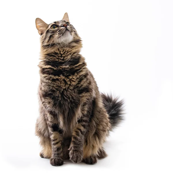 Studio Isolato Girato Bel Gatto Grigio Con Sfondo Bianco Seduto — Foto Stock