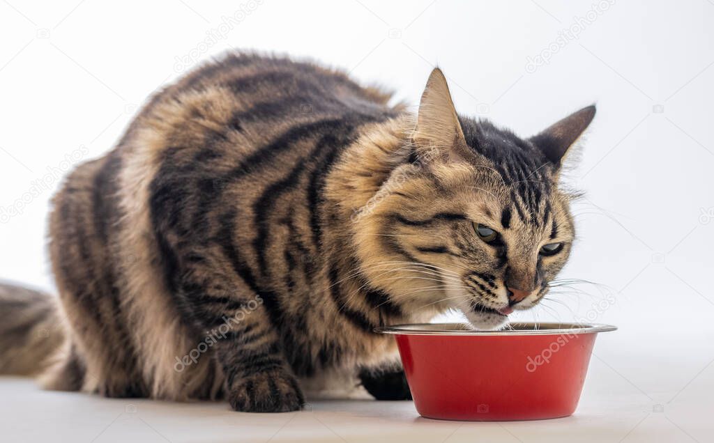 Studio shot of a beautiful and hungry cat while eating. Isolated with white background.