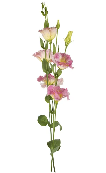 Pembe lisianthus çiçek Çizim — Stok fotoğraf