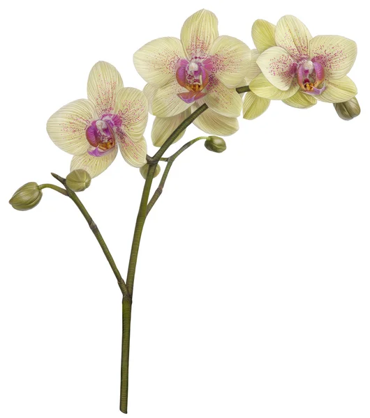 Dibujo de orquídeas fotos de stock, imágenes de Dibujo de orquídeas sin  royalties | Depositphotos