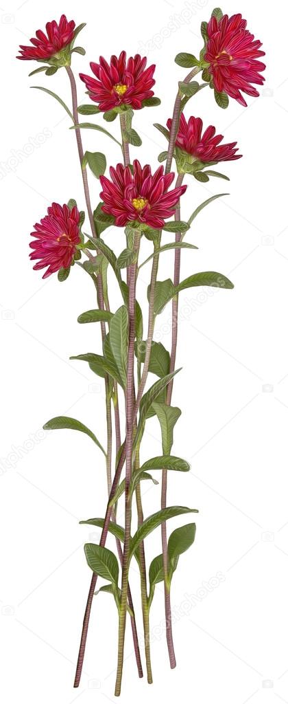 Drawing of Red Aster flower