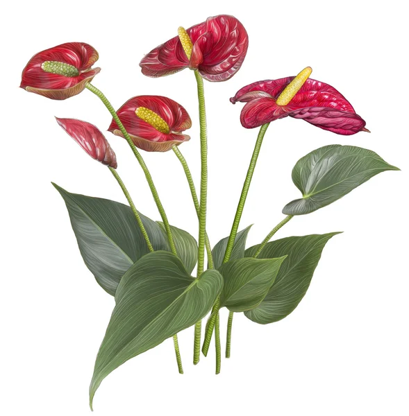 Ritning av röda anthurium blomma — Stockfoto