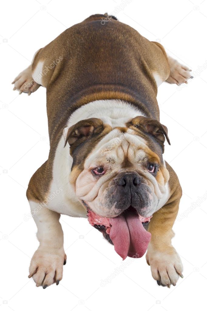 English bulldog dog lie down and looking up