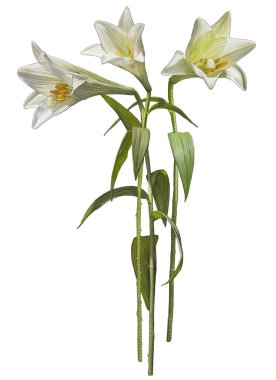 Beyaz Madonna Lily çiçek Çizim
