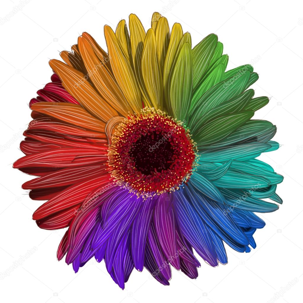 Drawing of colorful gerbera flower