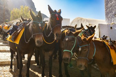 Geleneksel Santorini Eşek ve Katırları Fira 'nın Eski Liman Merdivenlerinde Turistleri Bekliyor