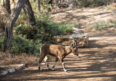 13 Aralık 2025 'te İsrail, Negev' de çölde yürüyen bir dağ keçisi.