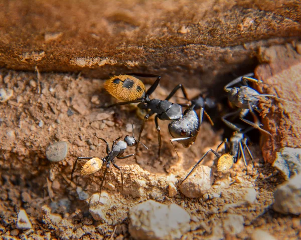 Colônia da formiga de balbyter — Fotografia de Stock