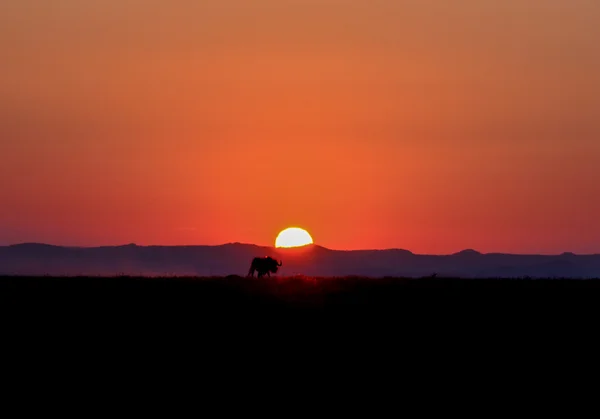 Black Wildebeest на закате — стоковое фото