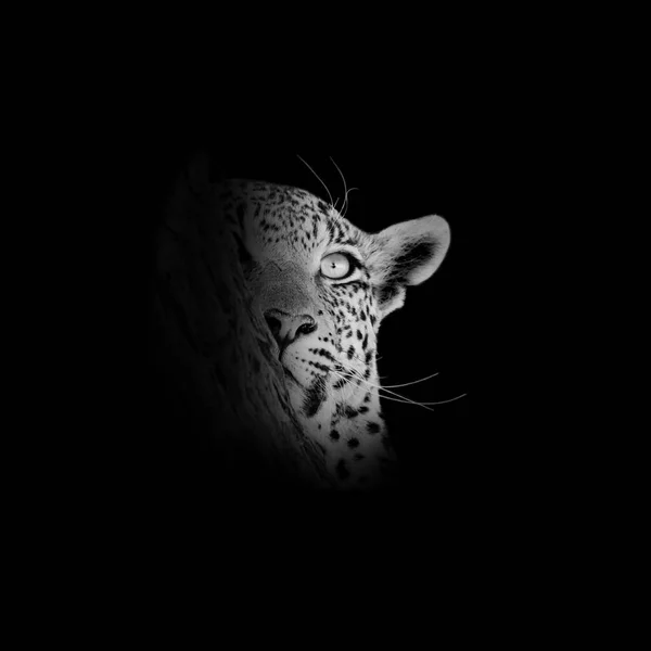 Retrato Monocromo Una Mujer Leopardo Árbol Sabana Del Sur África —  Fotos de Stock