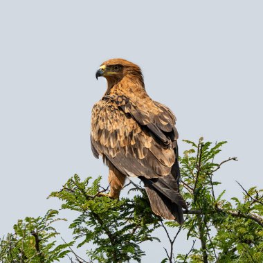 Güney Afrika savanasındaki ağaçtaki Tawny Eagle