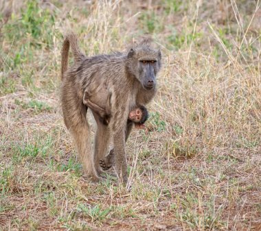 Bir anne Chacma Babun bebeğiyle Güney Afrika savanasında yemek arıyor.