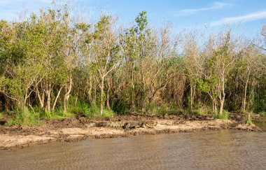 Güney Afrika 'da bir nehir kıyısında güneşlenen bir Nil Timsahı.